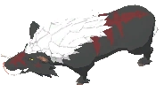 Elder Scrofa