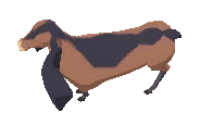 Nubi Goat