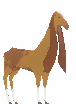 Captured Nubi Goat