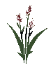 Basic Embergrain Plant