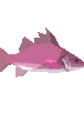 Breezy Fin Darter