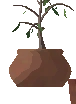 Potted Beech Sapling