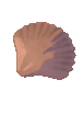 Hermit Crab Shell