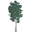 Fertile Mature Birch Tree