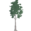 Planted Birch Tree