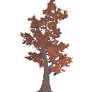 Mature Maple Tree