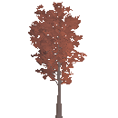 Planted Maple Tree