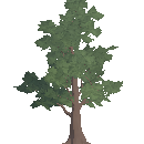Fertile Mature Oak Tree
