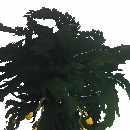 Luminescent Kelp