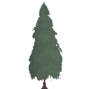 Fertile Spruce Tree