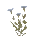 Daisies | Bitjita - Resource Map and Details